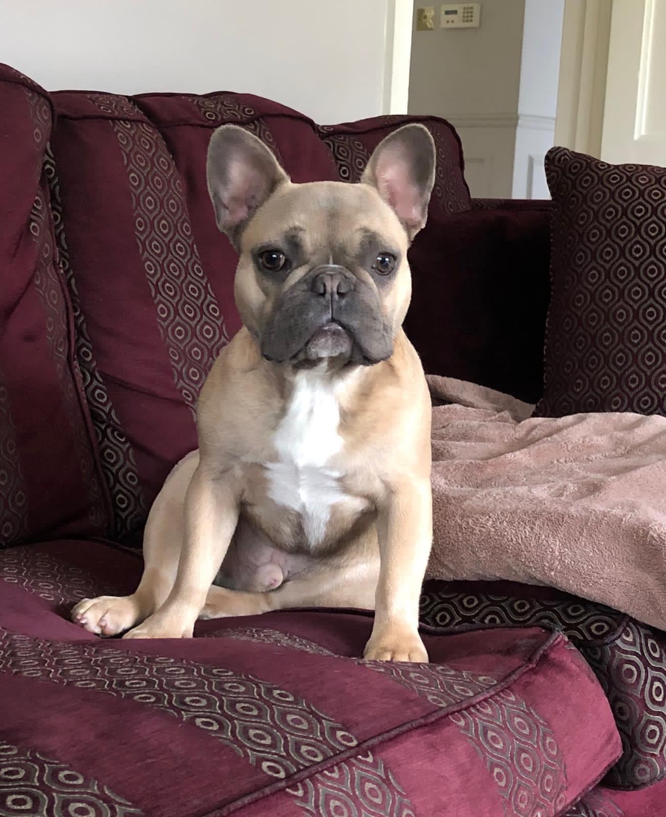 The Artisan Series: Custom French Bulldog Leather Miniature