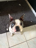 Ashley Boston Terrier Private Customization